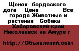 Щенок  бордоского  дога. › Цена ­ 60 000 - Все города Животные и растения » Собаки   . Хабаровский край,Николаевск-на-Амуре г.